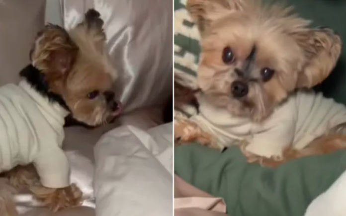 Senior Rescue Dog's Heartwarming Bedtime Ritual