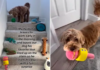 The Delightful Trend of Morning Toy Surprises for Dogs