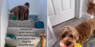 The Delightful Trend of Morning Toy Surprises for Dogs