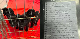 Man's Note Urges Shelter to Save Puppies