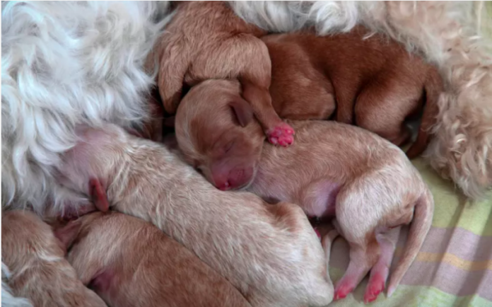 Great Dane 'Aunts' Meet Dachshund Puppies