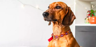 Pet Camera Reveals Unexpected Dog Behavior