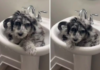 Mischievous Pup Finds Unusual Haven
