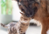 Dog and Kitten Neighbors Prove Friendship