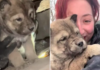 Puppies Found 'Freezing' Beneath Abandoned Home