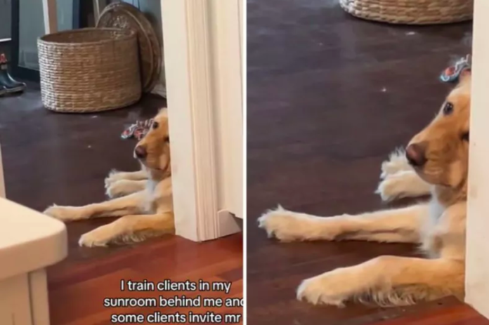 Golden Retriever Longs for Owner's Workout Sessions