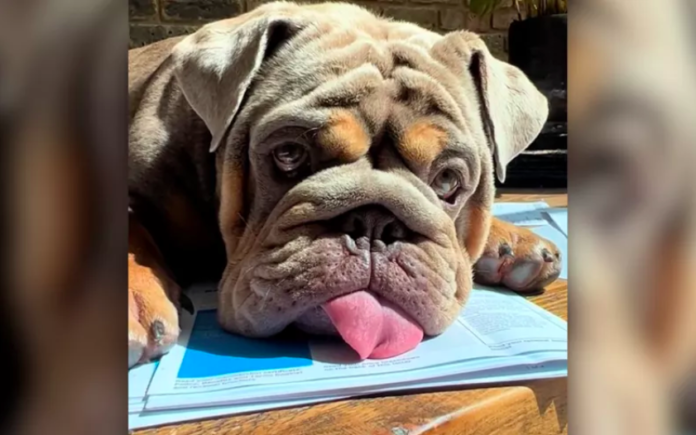 Bulldog's Hilarious Home Office Hijinks