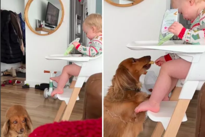 Dachshund and Toddler Unite in Adorable Alliance