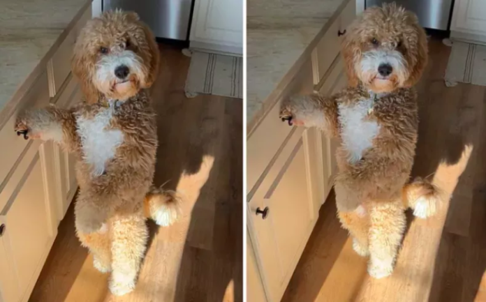 Goldendoodle's Hilarious Human-Like Stance