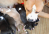Dad Dog's Hilarious Attempt to Meet His Pups