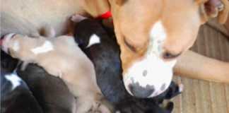 Dad Dog's Hilarious Attempt to Meet His Pups