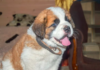 St. Bernard Puppy Leaves Internet hauv Awe