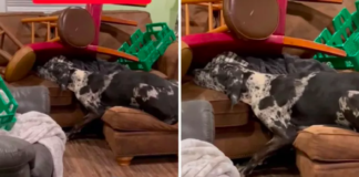 Great Dane Outsmarts Owner's Furniture Fortress