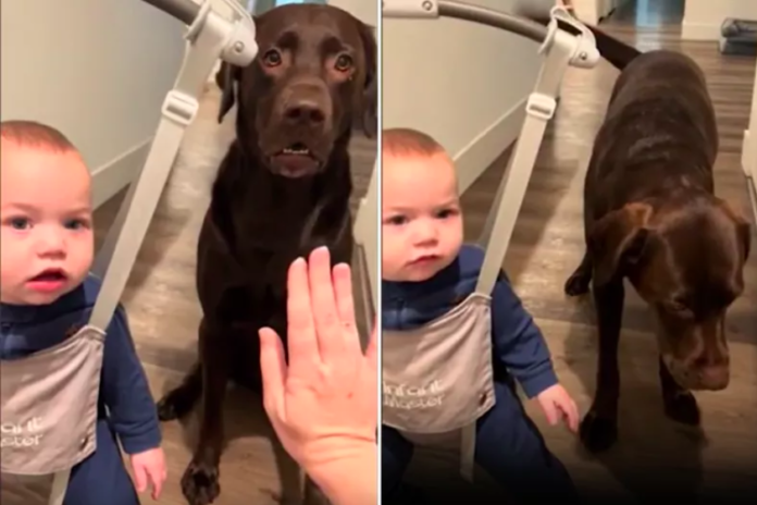 Labrador's Hilarious Lesson