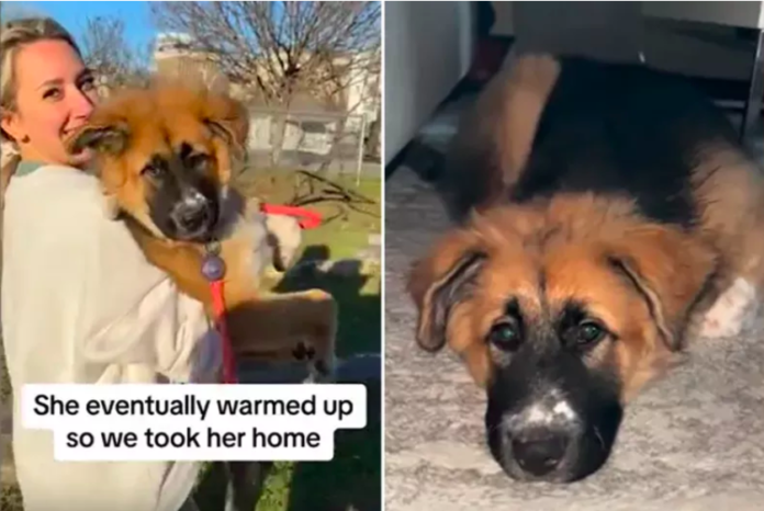 Couple Saves Abandoned Puppy