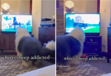 A Herding Dog's Hilarious TV Antics Revealed