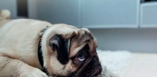 A Pug's Grief and the Silent Struggles of Loss