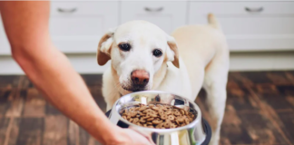 Hundefutter mat Insektenprotein