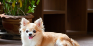 Chihuahua Spaass: Engagéiert Aktivitéiten fir Äre Welpen glécklech ze halen
