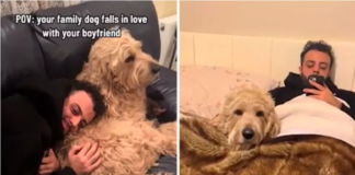 Кучето наоѓа љубов