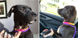 Dog's Heartwarming Paw-Holding Habit