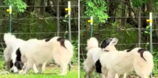 Guard Dogs Alert Farmer to Unexpected Visitor
