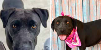Shelter Dog Still Searching for a Home