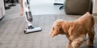 Dogs Overcome Fear of Vacuum Cleaners and Hair Dryers