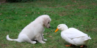 Инвалидната патка наоѓа пријателство во кученца