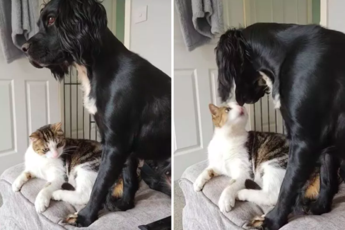 Cat Debating Whether To Bite Dog