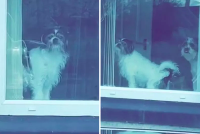 Owner Watches Pets Posing in the Window