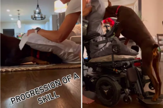 Service Dog to Assist a Wheelchair-Bound Husband