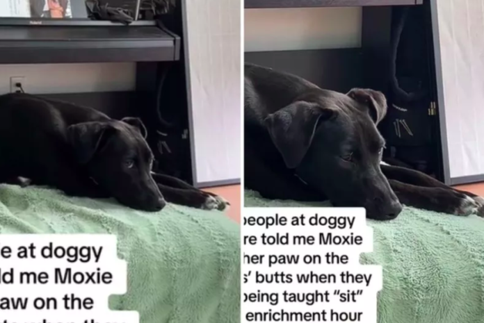 Pit Mix se vuelve viral para ayudar a los cachorros a dominar el comando sentarse