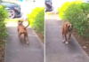 A Boxer's Brief Escape and Quick Return