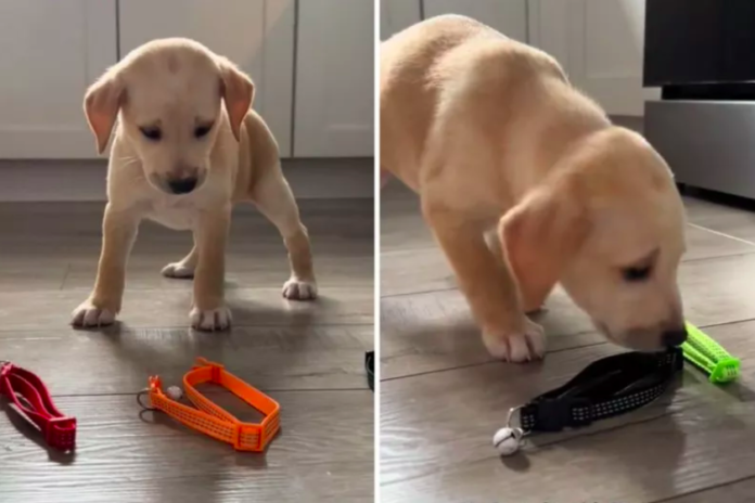 Foster Puppy Tries to Choose Collar Color