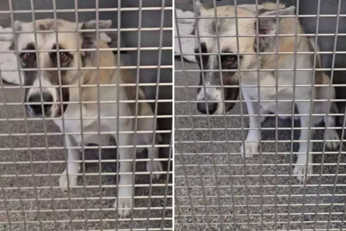 Dog With 'Sadness in Her Eyes' Breaks Hearts