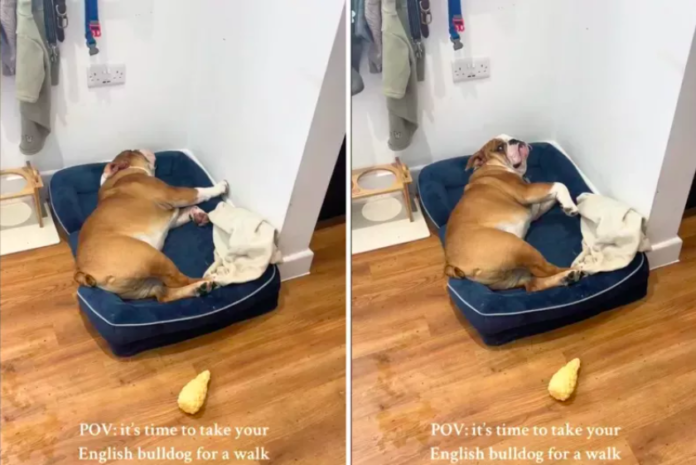 Owner Tries to Take 'Sleeping' Dog for a Walk