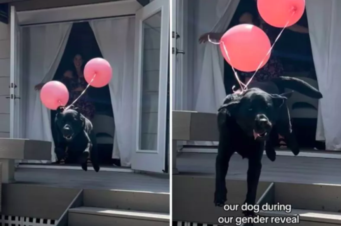 Dog Steals the Show at Gender Reveal Party