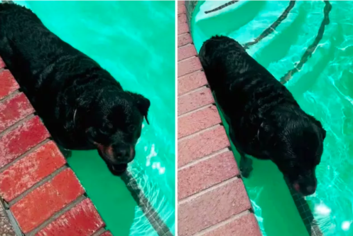 Rottweiler Refuses to Leave Pool Every Morning