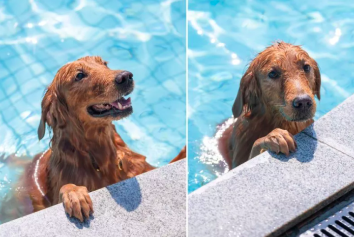 Dog Outsmarts Owners' Pool Fence