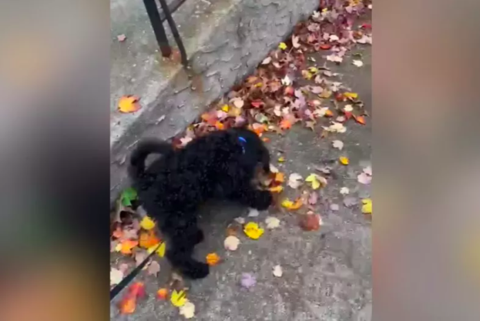 Owner in Shock at What Puppy Finds