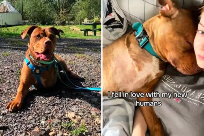 Dog's Owner Sends Message to Person Who Dumped Him
