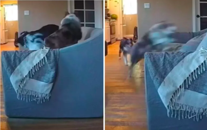 Dogs Caught in the Act of Moving Furniture