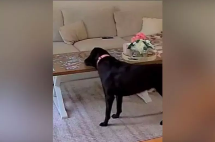 Owner Helplessly Watches What Dog Is Doing on Pet Cam