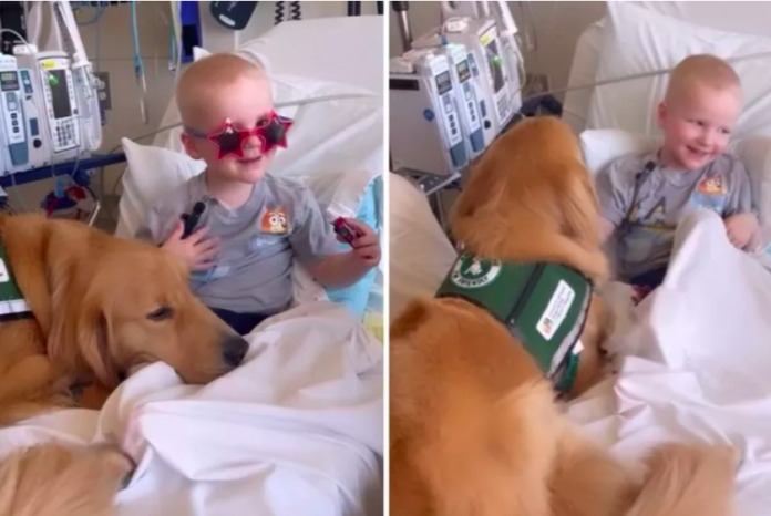Patient Finds Comfort in Hospital's Facility Dog