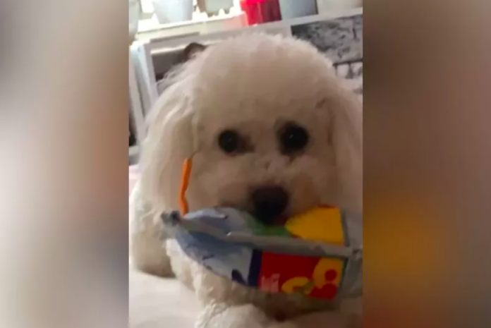 Tears Over What Maltipoo Does Every Day