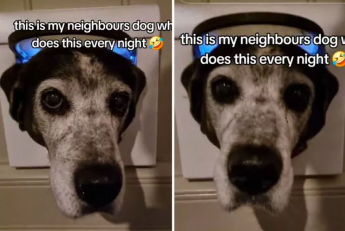 Neighbor's Dog Visits Every Night