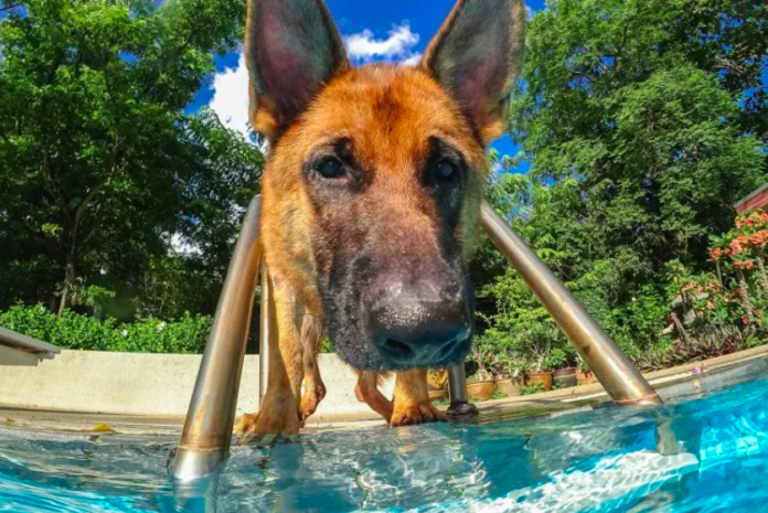 Dog Who Loves Swimming Finally Gets Backyard Pool