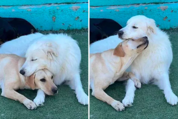 Dog Didn't Want to Leave Daycare