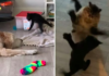 Giant-Pawed Kitten Bullies Every Animal